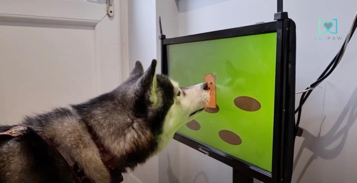 Why Your Dog Needs Its Own Video Games, and How They May Even Be