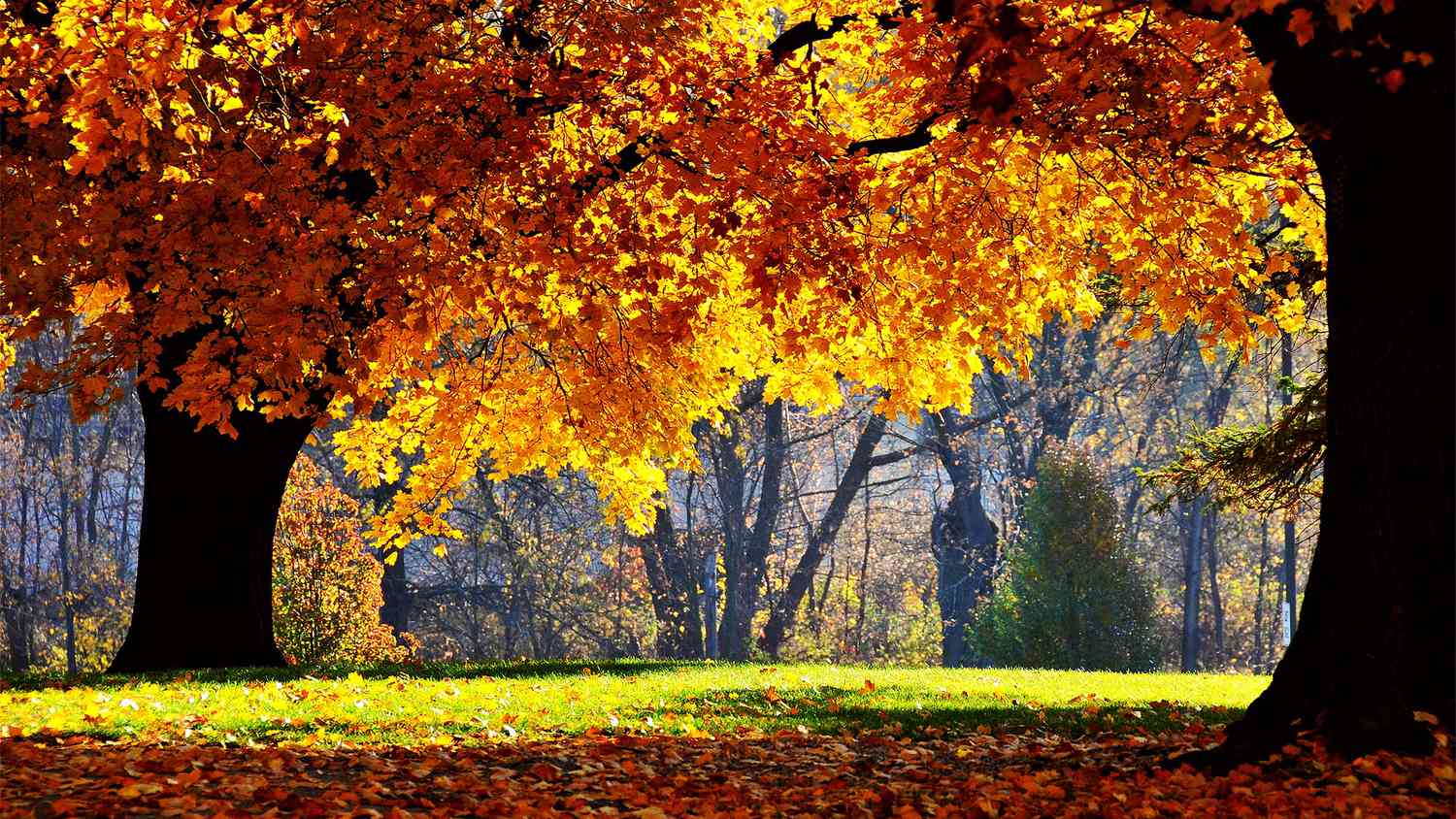 39 Best Free Autumn Wallpapers - The Tech Edvocate