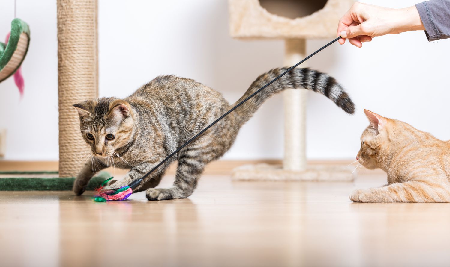 The Best Cat Toys, According to Our Favorite Felines - CNET