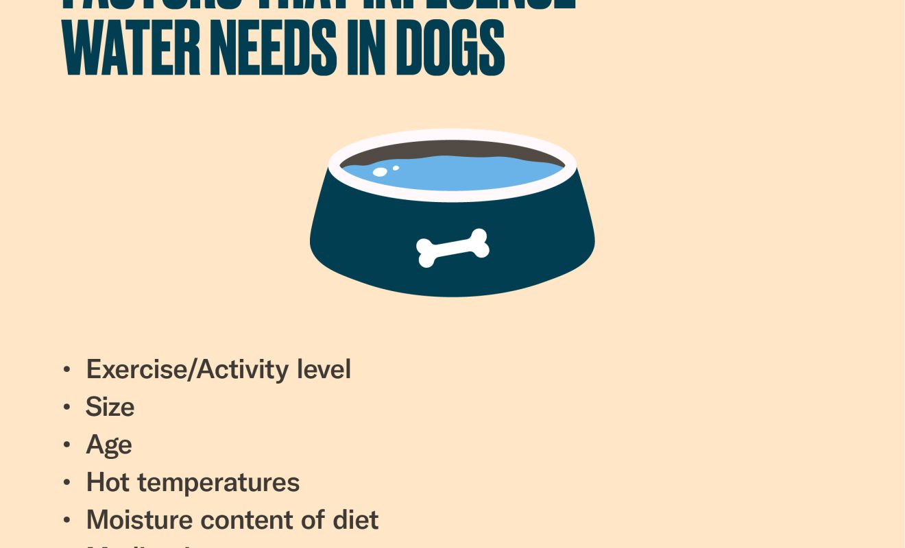 Dog Water Calculator - Nom Nom