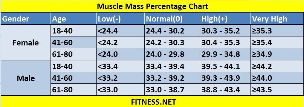 Muscle mass calculation