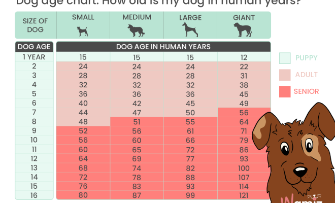 How are dog years calculated - The Tech Edvocate