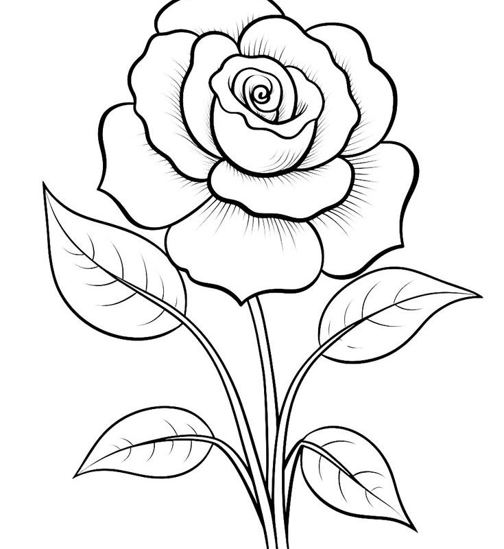 How to draw rose flowers/Rose flowers drawing - YouTube