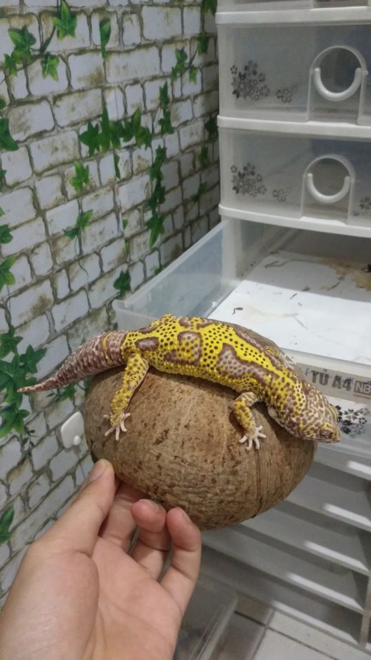 How to Hold a Leopard Gecko: 3 Steps - The Tech Edvocate