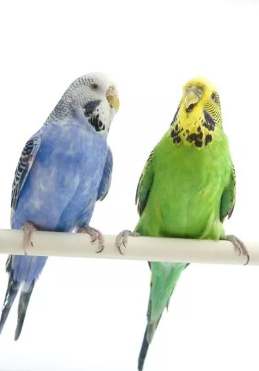 How To Tell The Sex Of Parrots 12 Steps The Tech Edvocate