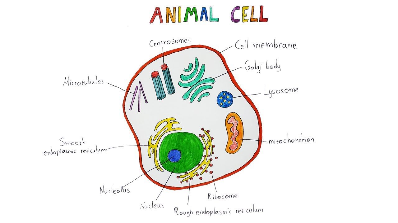 How to Draw an Animal Cell Diagram -Homework Help | DoodleDrawArt - YouTube